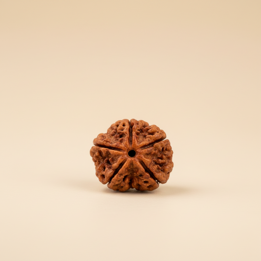 Original Nepali 5 Mukhi (Five-Faced) Rudraksha