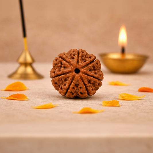 Original Nepali Large 7 Mukhi (Seven-Faced) Rudraksha