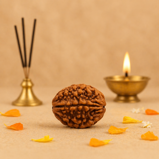 Original Nepali Large 2 Mukhi (Two-Faced) Rudraksha