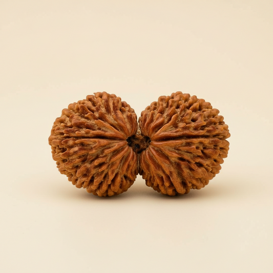 Original Nepali Large Gauri Shankar Rudraksha