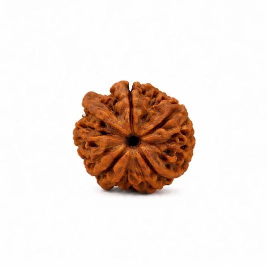 Original Nepali Ganesha Rudraksha