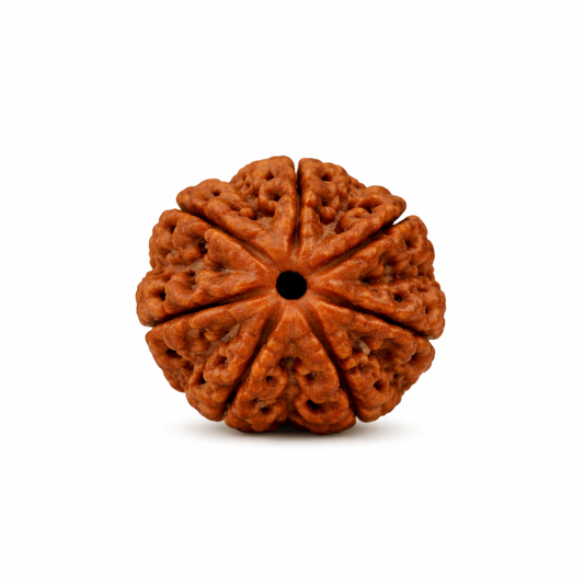 Original Nepali Large 7 Mukhi (Seven-Faced) Rudraksha