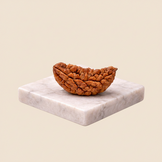 Original Nepali 1 Mukhi (One-Faced) Rudraksha