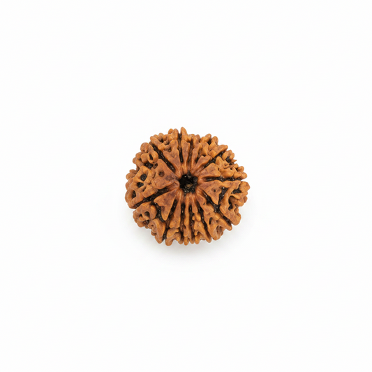Original Nepali Large 12 Mukhi (Twelve-Faced) Rudraksha