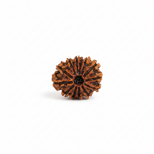 Original Nepali Large 13 Mukhi (Thirteen-Faced) Rudraksha