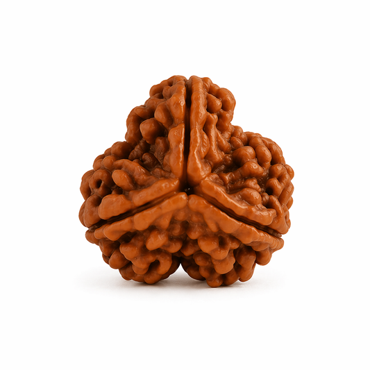 Original Nepali Large 3 Mukhi (Three-Faced) Rudraksha