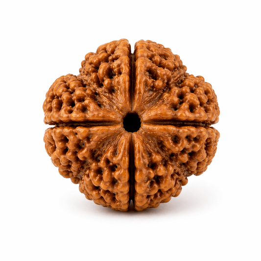 Original Nepali Large 4 Mukhi (Four-Faced) Rudraksha