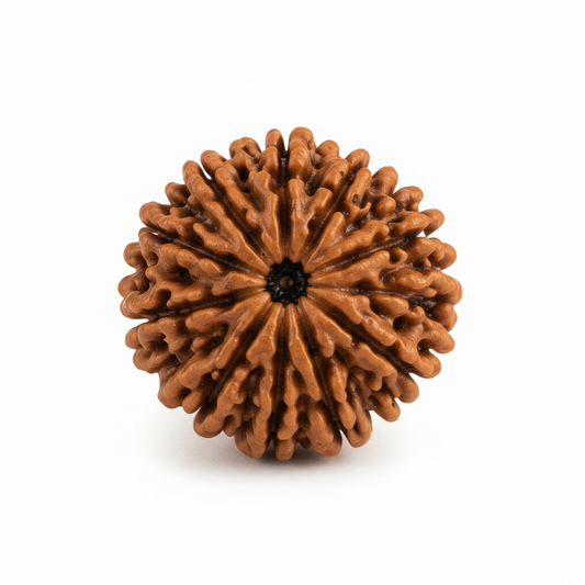 Original Nepali Large 10 Mukhi (Ten-Faced) Rudraksha