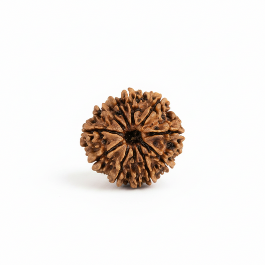 Original Nepali Large 11 Mukhi (Eleven-Faced) Rudraksha