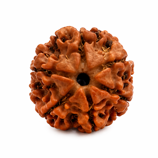 Original Nepali Large 6 Mukhi (Six-Faced) Rudraksha