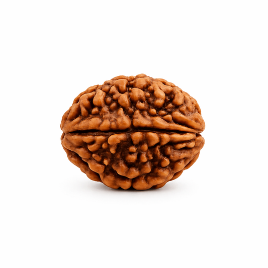 Original Nepali Large 2 Mukhi (Two-Faced) Rudraksha