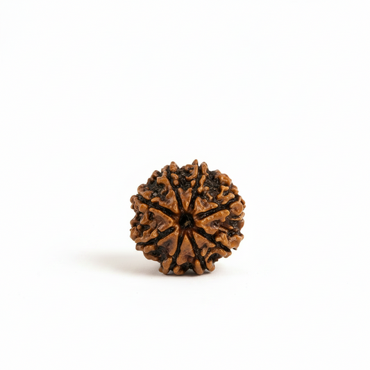 Original Nepali Large 8 Mukhi (Eight-Faced) Rudraksha