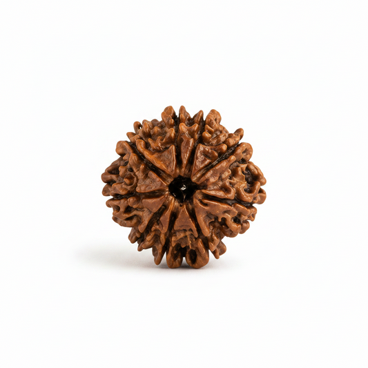 Original Nepali Large 9 Mukhi (Nine-Faced) Rudraksha